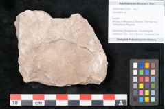 Foto (Objekt + Etikett) von Cyclopteris sp.  (NHMW-GEO-2024-0188-10729)